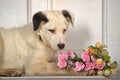 White black spots puppy with a bouquet of roses Royalty Free Stock Photo